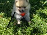 Teddy Face Pomeranian Boo & Erkek 3 Aylık