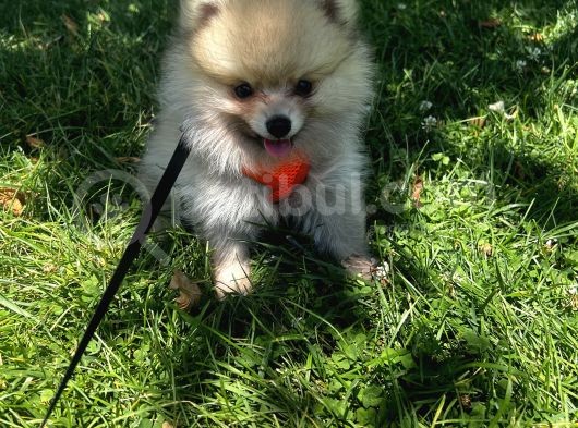 Teddy Face Pomeranian Boo & Erkek 3 Aylık