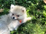 Teddy Face Pomeranian Boo & Erkek 3 Aylık