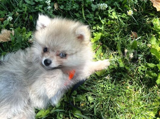 Teddy Face Pomeranian Boo & Erkek 3 Aylık görsel
