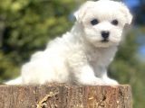 Gerçek Maltese Terri̇er Bebekler