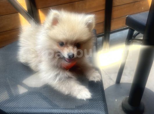 Teddy Face Pomeranian Boo & Erkek 3 Aylık görsel