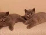Safkan British Shorthair