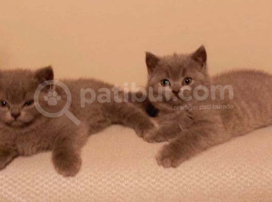 Safkan British Shorthair görsel
