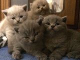 Safkan British Shorthair