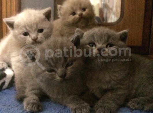 Safkan British Shorthair