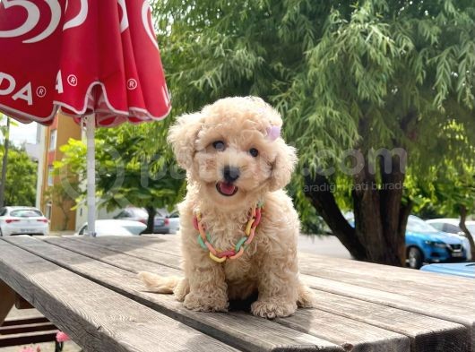 Safkan Toy Poodle Yavrular görsel