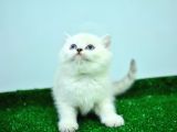 Mas Mavi̇ Gözlü Si̇lver Brti̇si̇h Shorthai̇r