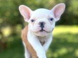 Mavi̇ Gözlü Lekesi̇z French Bulldog Yavrumuz