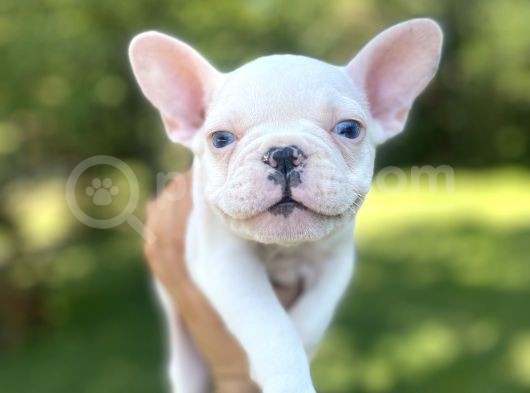 Mavi̇ Gözlü Lekesi̇z French Bulldog Yavrumuz görsel