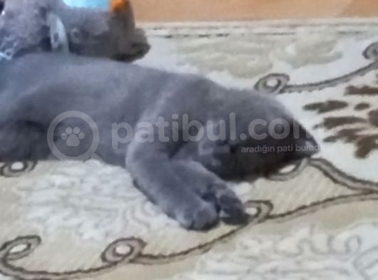 Çok Uysal Sevimli Boncuk görsel