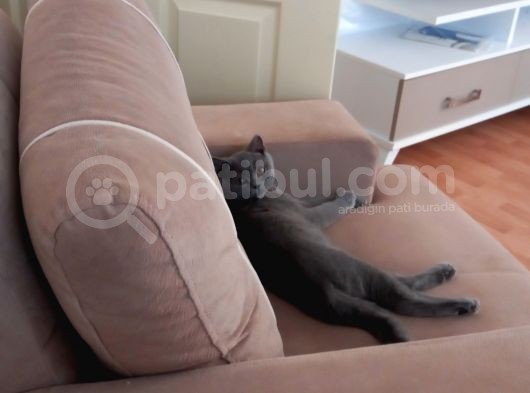 Çok Uysal Sevimli Boncuk görsel