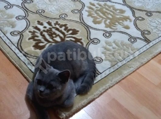 Çok Uysal Sevimli Boncuk görsel