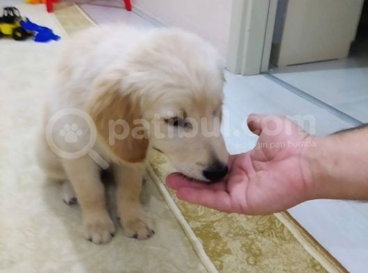3 Aylık Sahibinden görsel