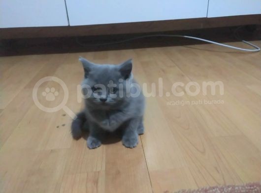 2 Aylık 4 Adet British görsel
