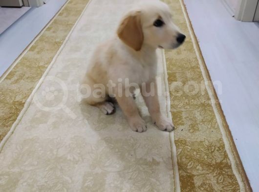 3 Aylık Sahibinden görsel