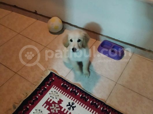 3 Aylık Sahibinden