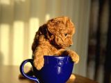 Safkan Toy Poodle Sağlıklı Dişi Yavrular İzmir