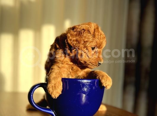 Safkan Toy Poodle Sağlıklı Dişi Yavrular İzmir görsel