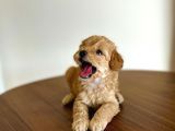 Safkan Toy Poodle Sağlıklı Dişi Yavrular İzmir