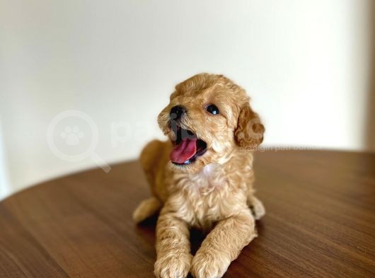 Safkan Toy Poodle Sağlıklı Dişi Yavrular İzmir görsel