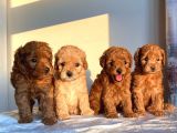 Safkan Toy Poodle Sağlıklı Dişi Yavrular İzmir