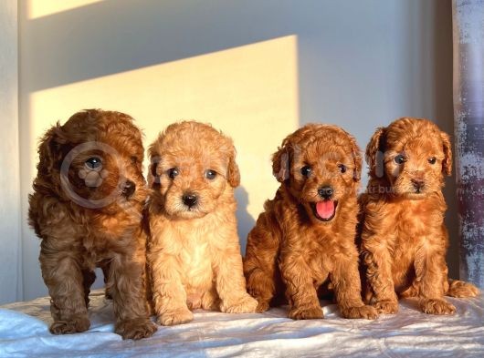 Safkan Toy Poodle Sağlıklı Dişi Yavrular İzmir