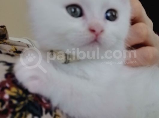 Beyaz Renk Erkek Biritish Sorthair görsel