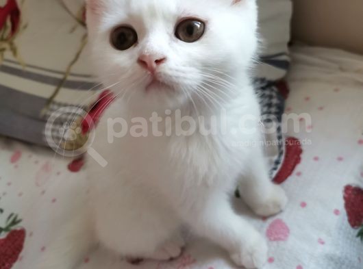Beyaz Renk Erkek Biritish Sorthair görsel