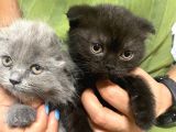 3 Kardeş Scottish Fold