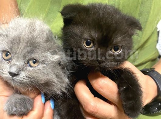 3 Kardeş Scottish Fold görsel