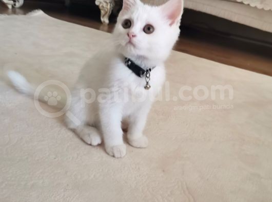 Beyaz Renk Erkek Biritish Sorthair