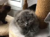 3 Kardeş Scottish Fold