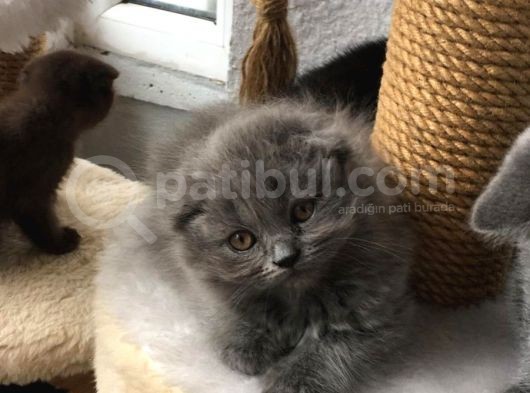 3 Kardeş Scottish Fold
