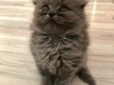 Safkan Si̇lver Scottish Fold