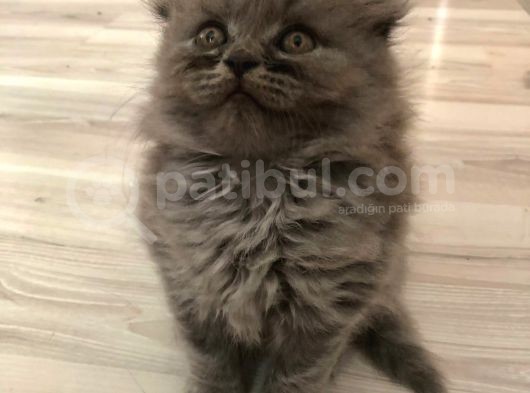 Safkan Si̇lver Scottish Fold