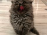 Safkan Si̇lver Scottish Fold