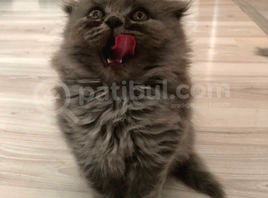 Safkan Si̇lver Scottish Fold görsel