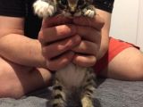 Koca Kulaklı Kedi Yoda Ömürlük Yuvasını Arıyor