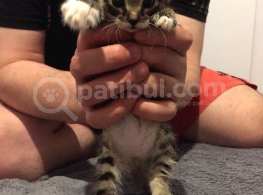 Koca Kulaklı Kedi Yoda Ömürlük Yuvasını Arıyor görsel