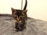 Koca Kulaklı Kedi Yoda Ömürlük Yuvasını Arıyor