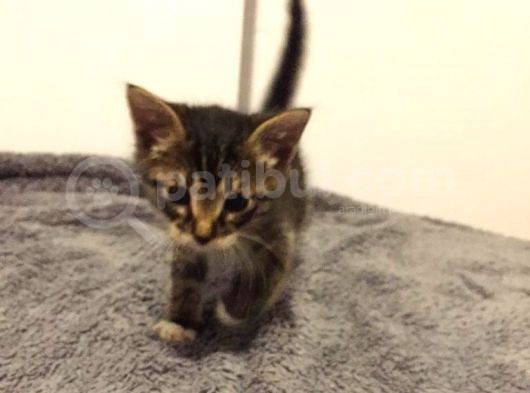 Koca Kulaklı Kedi Yoda Ömürlük Yuvasını Arıyor görsel
