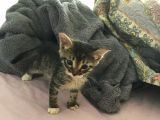 Koca Kulaklı Kedi Yoda Ömürlük Yuvasını Arıyor