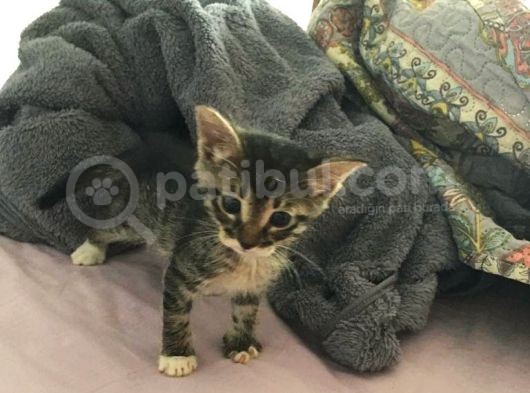 Koca Kulaklı Kedi Yoda Ömürlük Yuvasını Arıyor