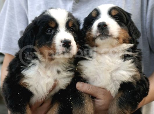 Çifltikten Bernese Mountain Dog Yavru