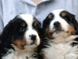 Çifltikten Bernese Mountain Dog Yavru