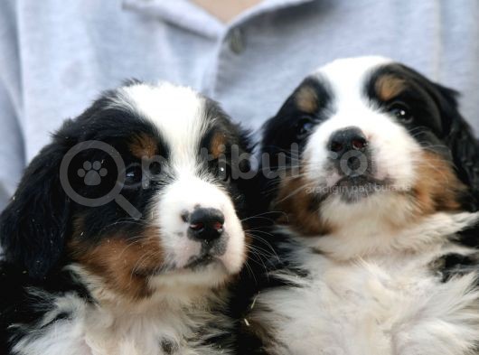 Çifltikten Bernese Mountain Dog Yavru görsel