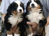 Çifltikten Bernese Mountain Dog Yavru
