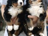 Çifltikten Bernese Mountain Dog Yavru
