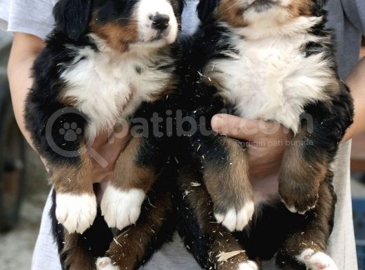 Çifltikten Bernese Mountain Dog Yavru görsel